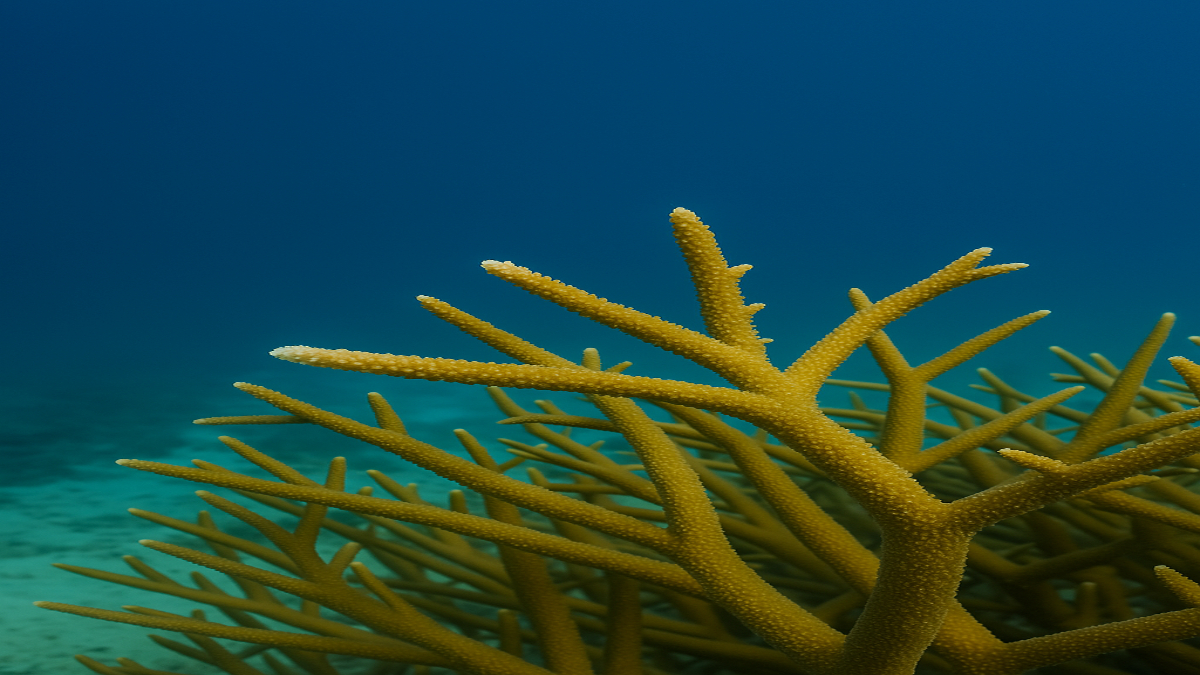 Coral Diseases and Poor Water Quality Jeopardize Restoration Efforts
