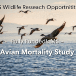 Fully Funded MS Opportunity in Avian Mortality & Botulism Research at Utah State University (Fall 2025 Intake)