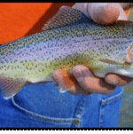 Success Story of Rainbow Trout Farming and Aquaculture Development from Kashmir Valley
