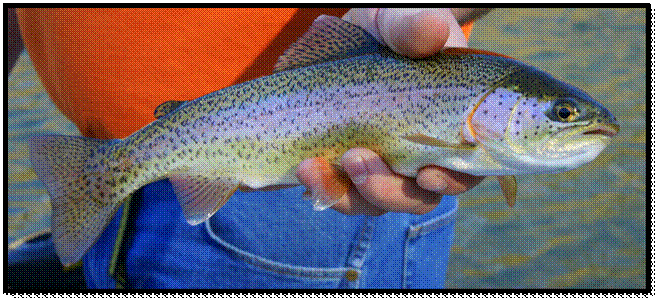 Success Story of Rainbow Trout Farming and Aquaculture Development from Kashmir Valley