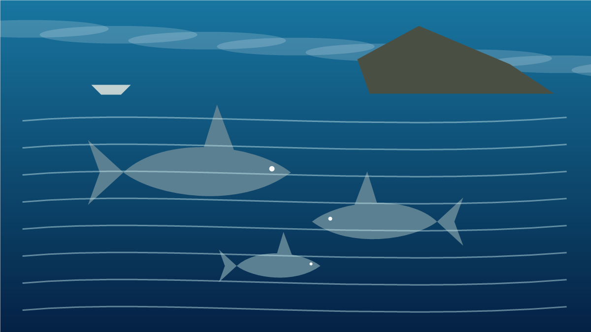Ascension Island Shark Study Highlights Community Role in Conservation