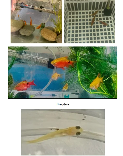 SKUAST-Kashmir scientist succeeded in breeding Rosy  barb, Pethia conchonius