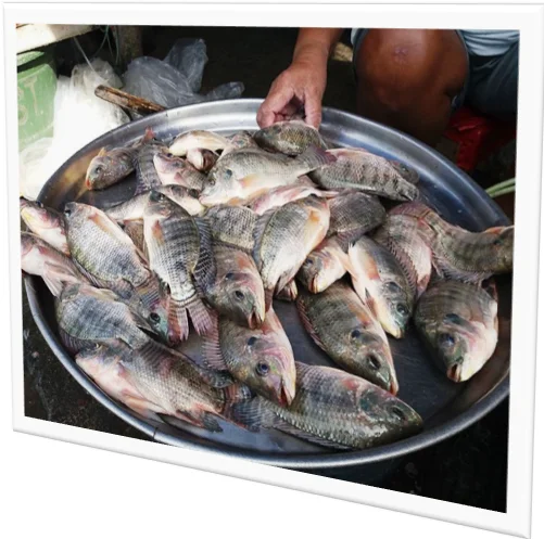 The Future of Aquaculture Fisheries: Challenges and Opportunities