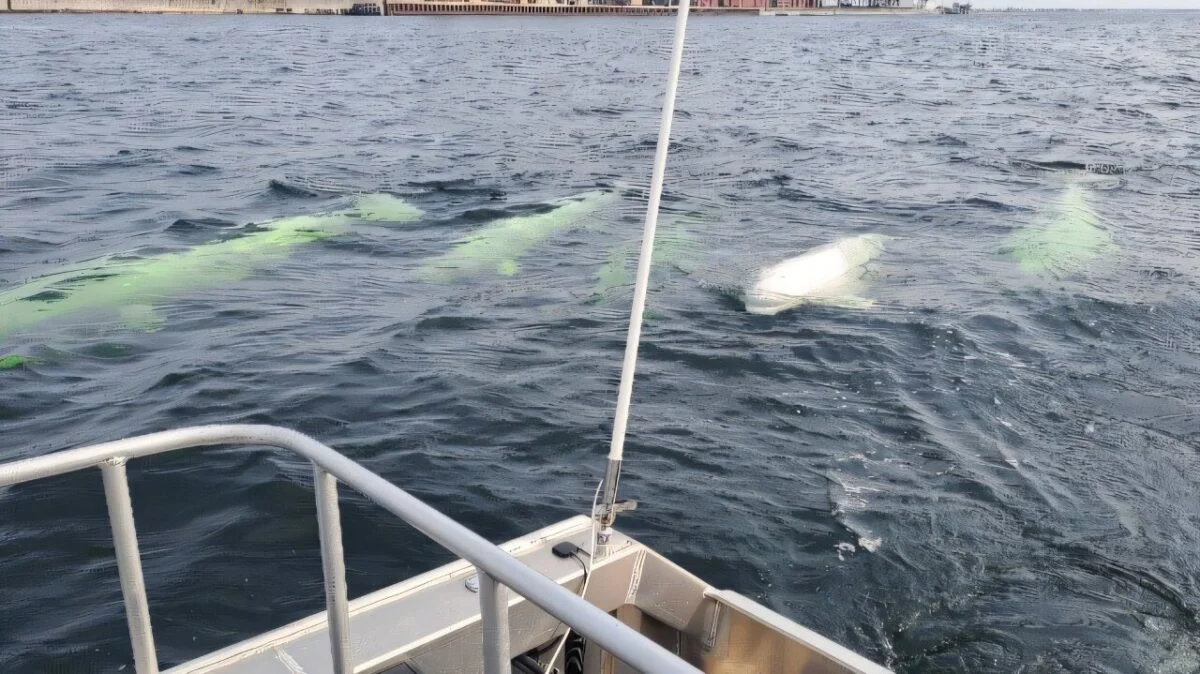 Unexpected Sighting: First-Ever Bowhead Whale Group Spotted in Churchill River Estuary