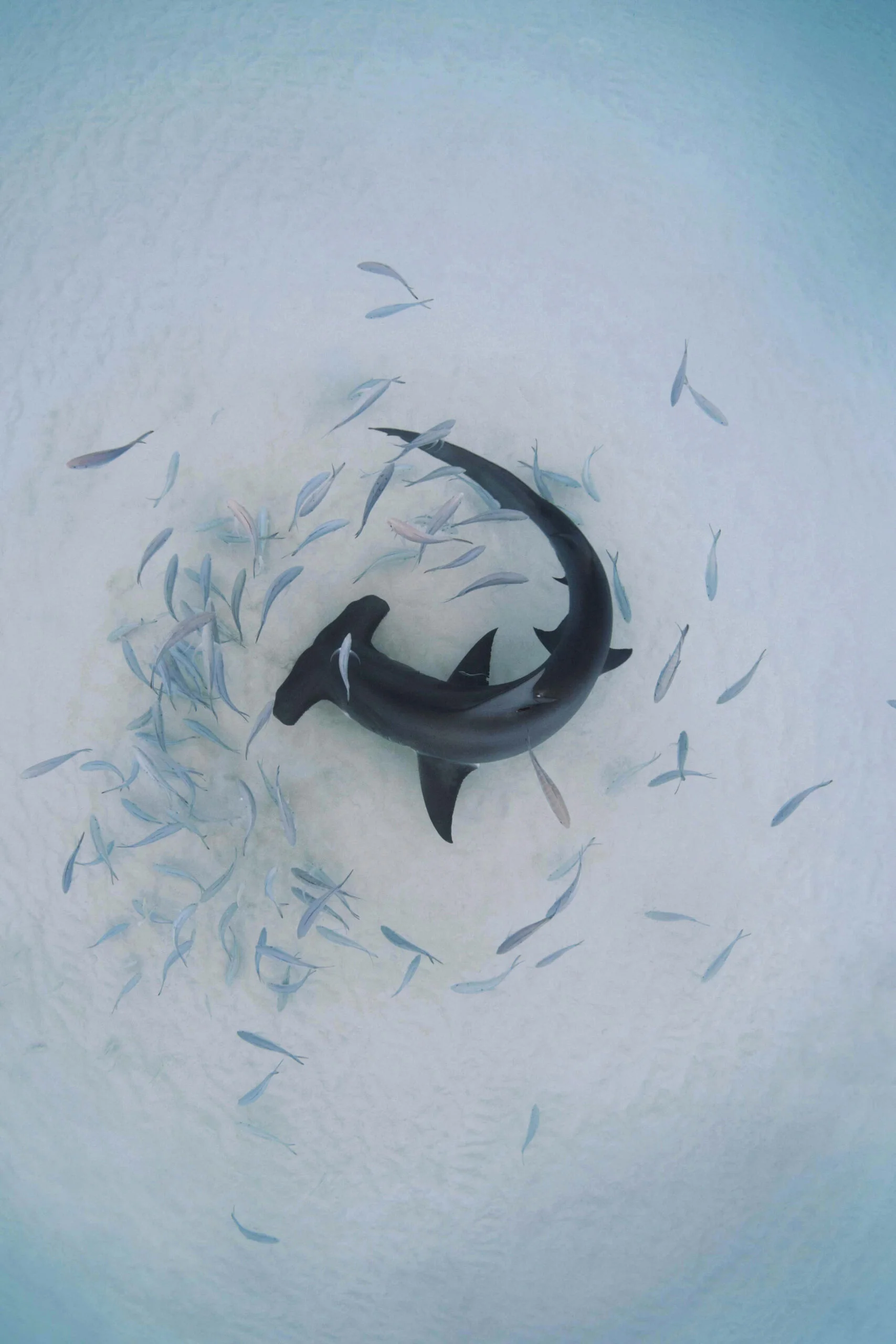 Some Great Hammerhead Sharks Prefer Ideal Habitats in the Bahamas Over Migration