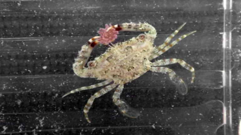 Small, Hidden Crabs: The Key to Controlling Coral-Eating Starfish Outbreaks?