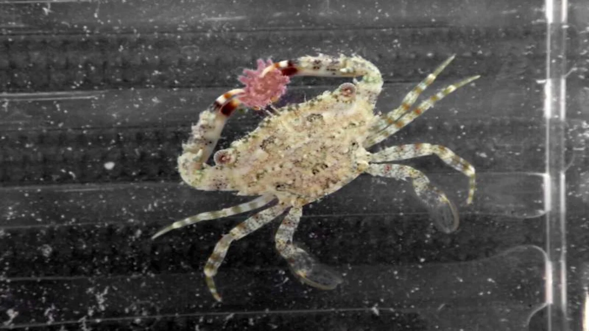 Small, Hidden Crabs: The Key to Controlling Coral-Eating Starfish Outbreaks?