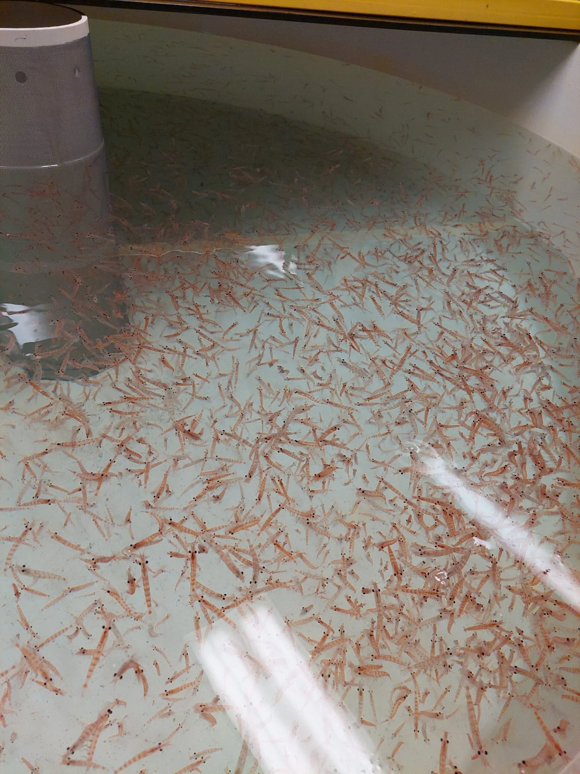 Penguin Poop Scent Triggers Frantic Escape Response in Krill