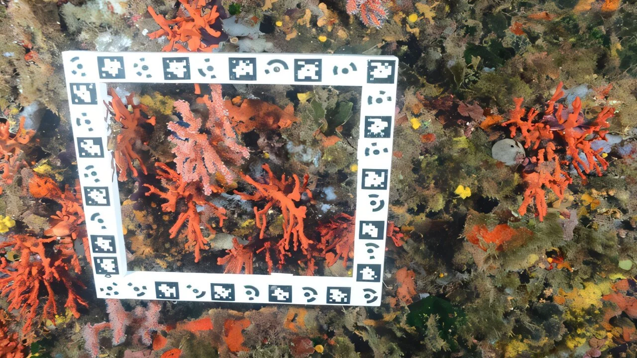 Red Coral Transplantation in Medes Islands: A Decade of Survival and Reef Restoration