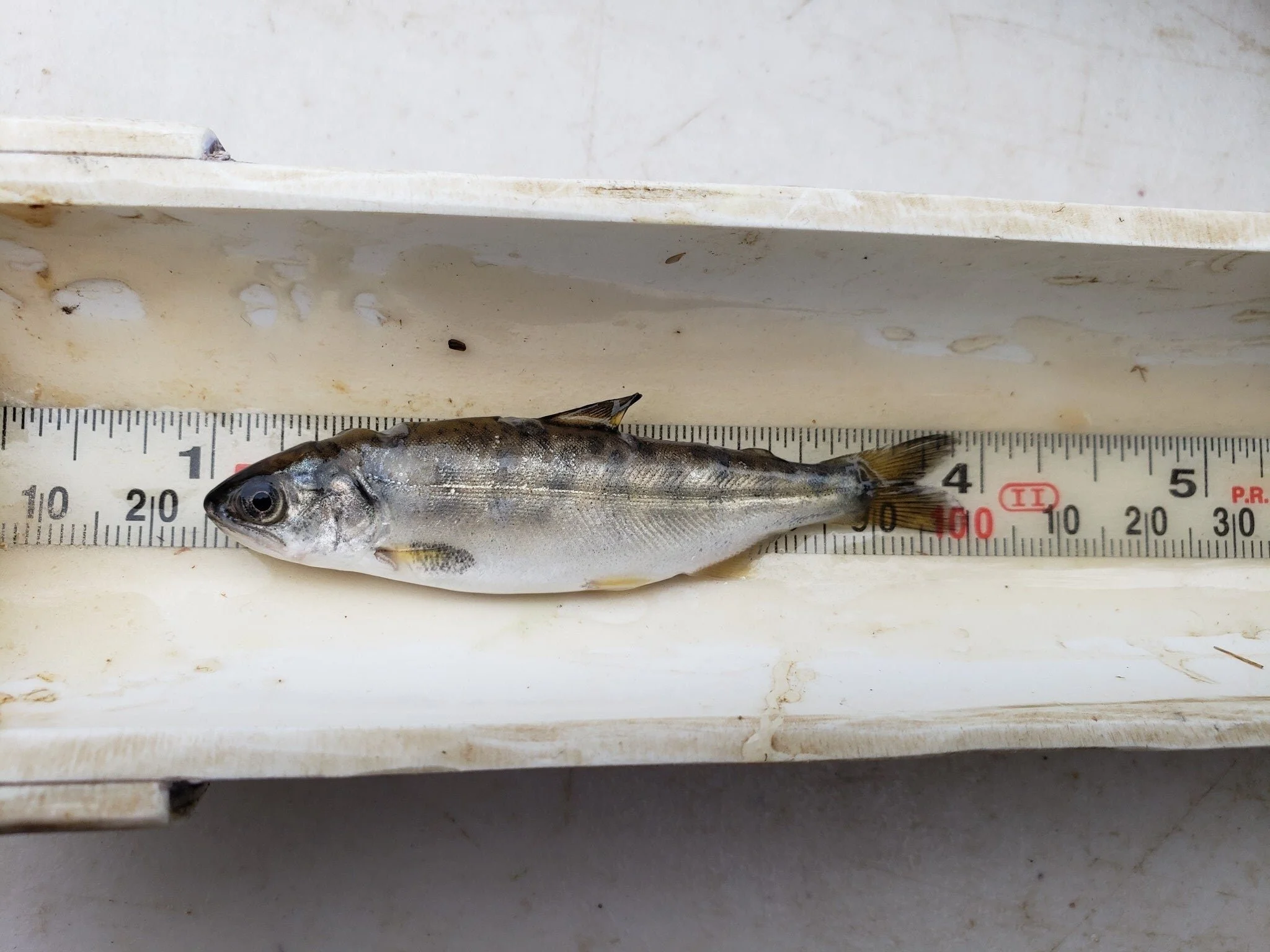 Wild Salmon Return as Restored Stream Thrive