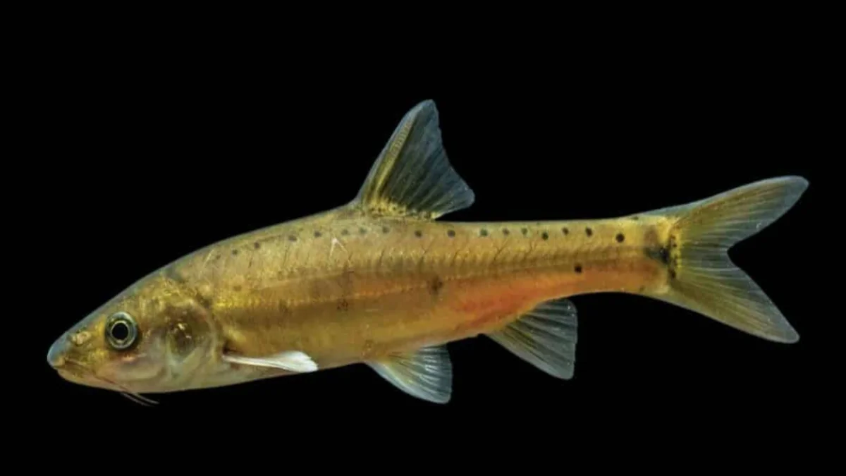 Golden Scaleless Cave Fish Discovered in China – A Rare Glimpse into Evolution