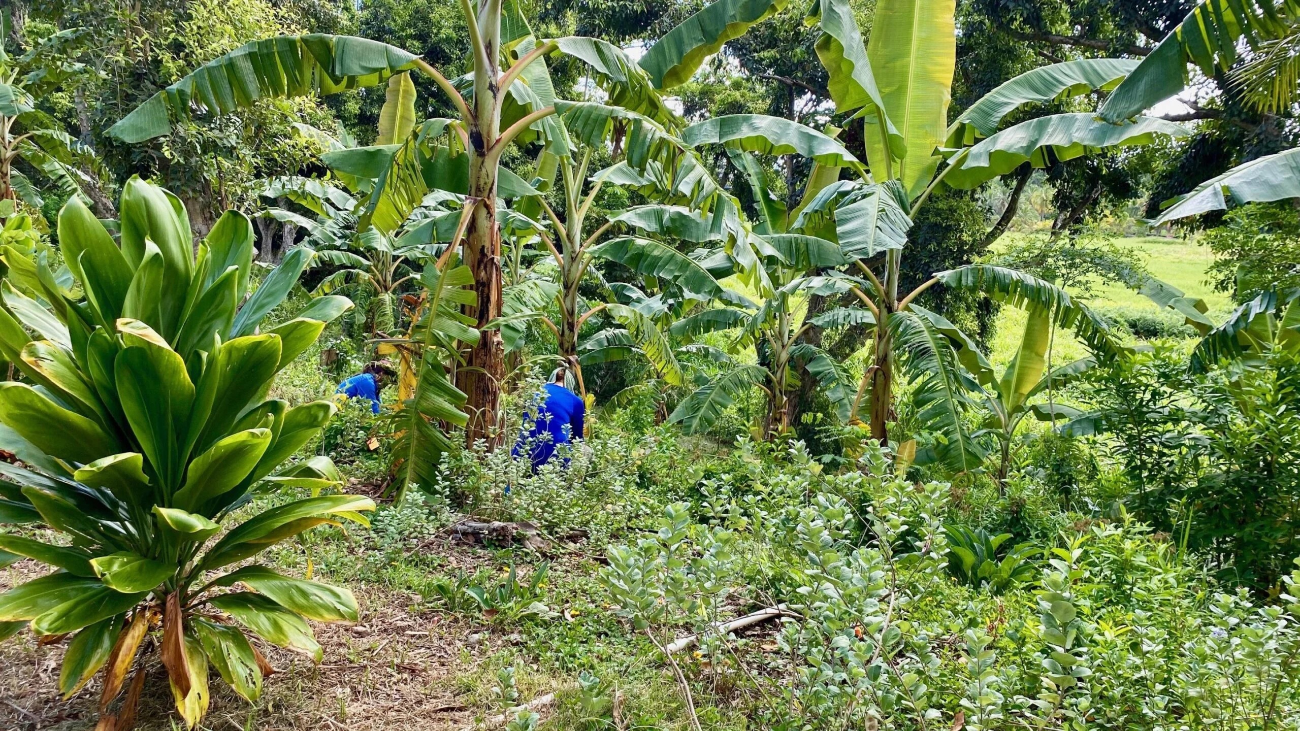 Expanding Agroforestry to Enhance Fisheries, Local Food Systems, and Cultural Traditions