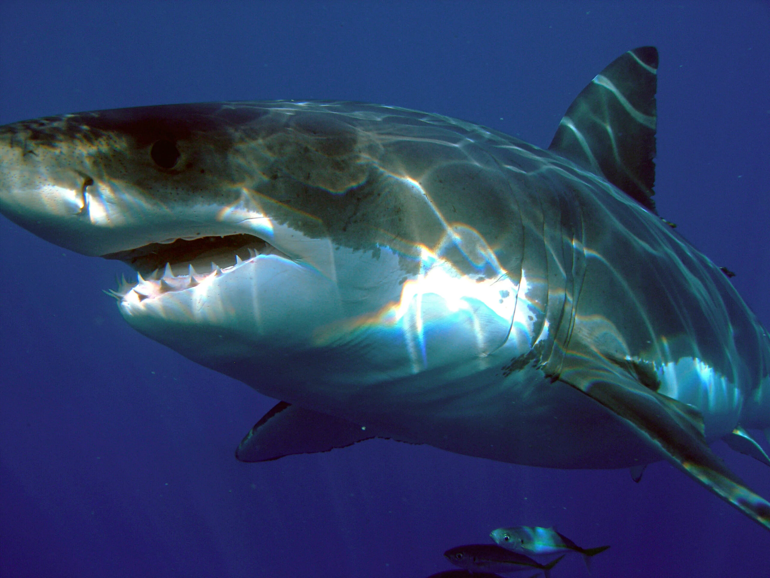 State Moves to Tighten Shore-Based Shark Fishing Rules After Fishermen Allegedly Target White Sharks