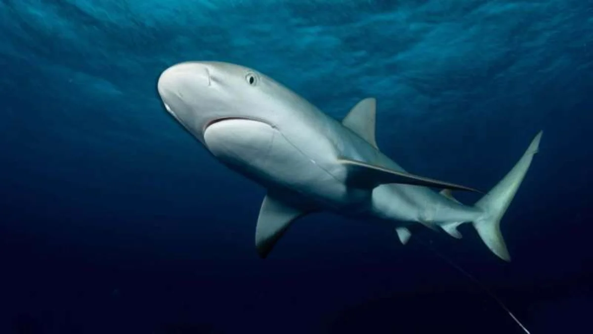 Shark Populations Declining Rapidly Due to Overfishing – Can Retention Bans Help?