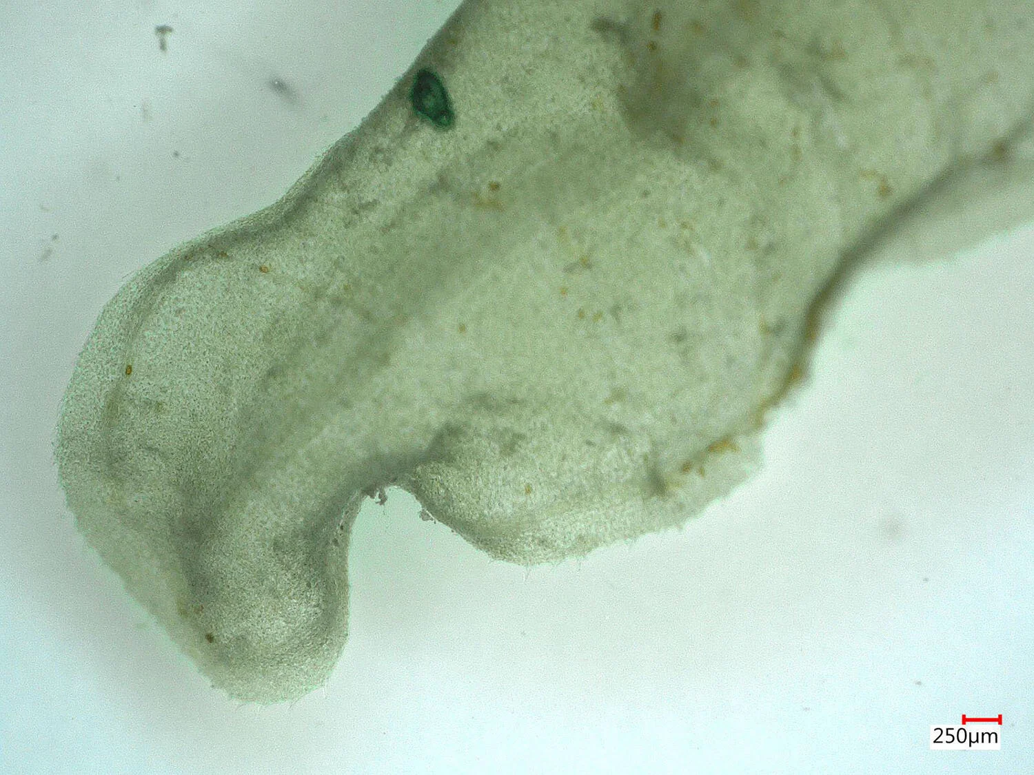 How Foraminifera Travel from Shallow Waters to the Depths of the Red Sea