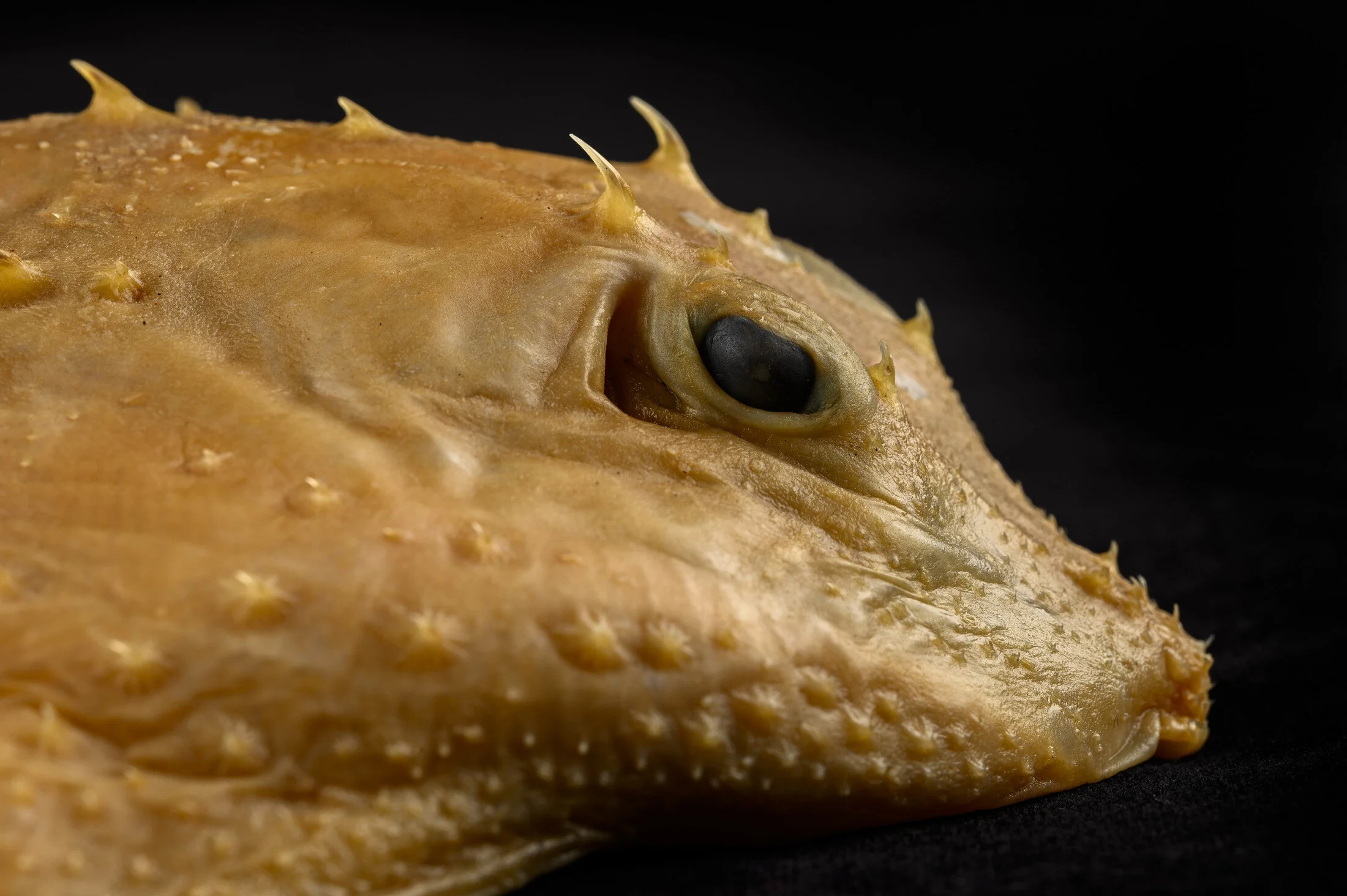 Scientists Solve Century-Old Mystery of Thorny Skates’ Size Differences