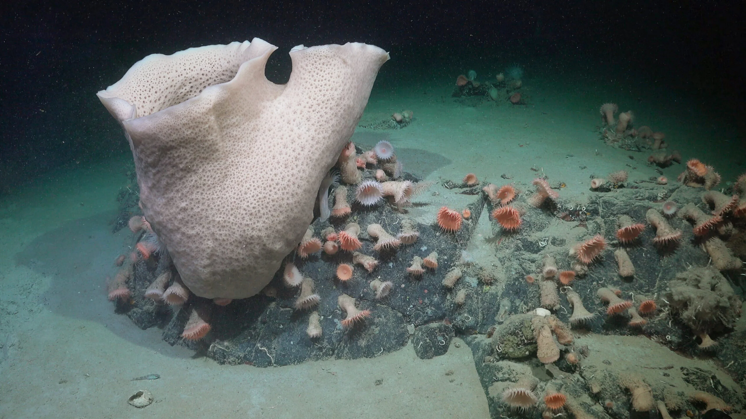 Newly Discovered Thriving Ecosystems Emerge After Antarctic Iceberg Detachment